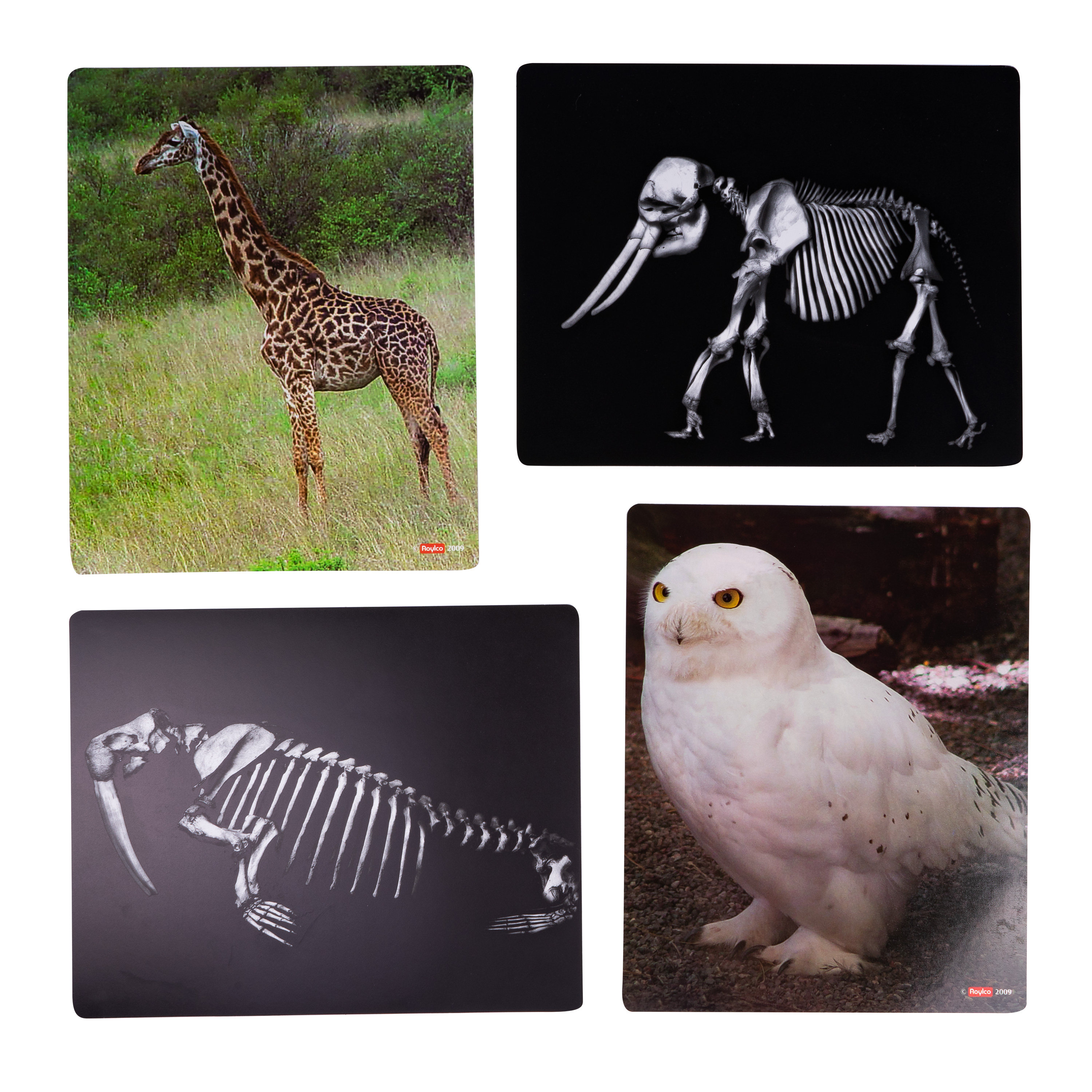 Röntgenbilder 'Tiere', 16 Stück