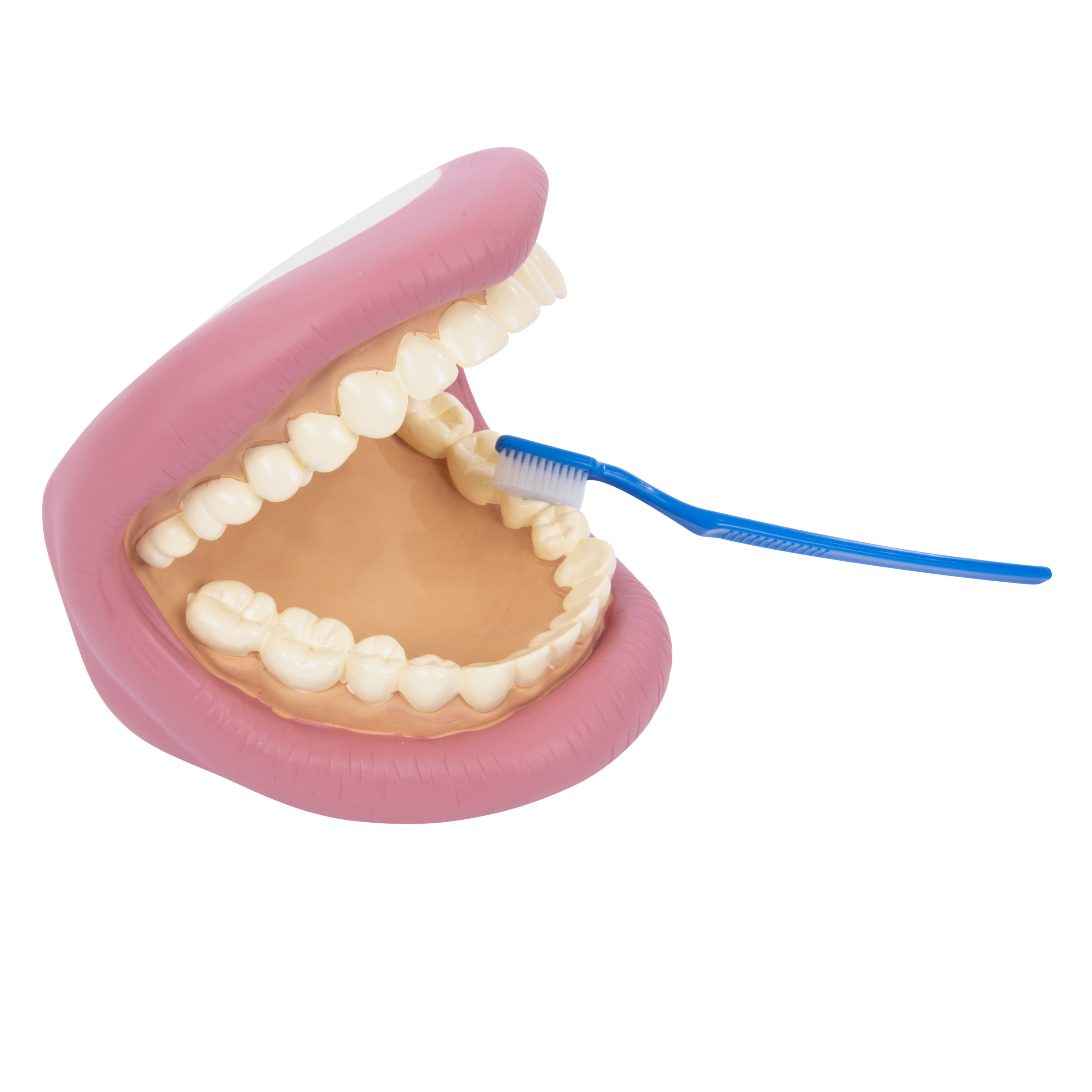 Zahnmodell mit Zahnbürste
