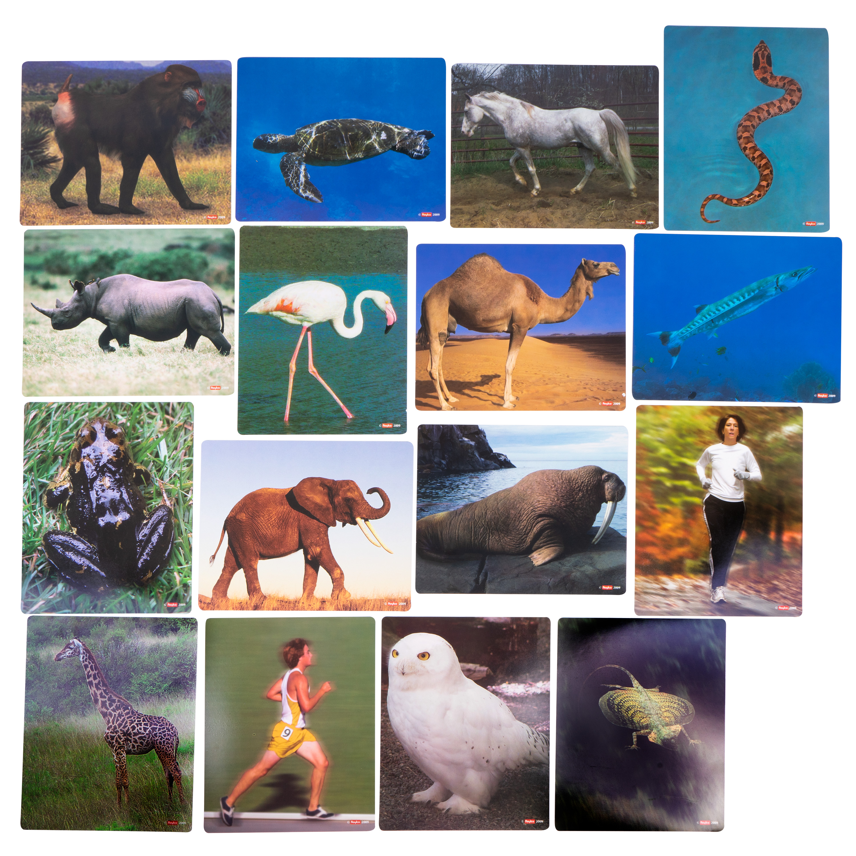 Röntgenbilder 'Tiere', 16 Stück